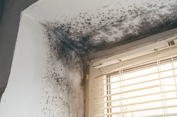 Affordable Hvac And Air Duct Mold Remediation solutions in Danvers, IL